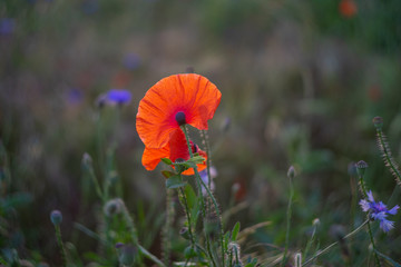 Red poppy flower in the field. Close-up.