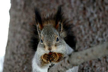 squirrel eating nut