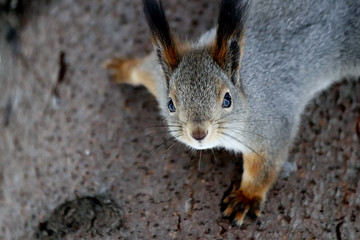 squirrel eating nut