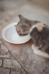 Kitten eating food from a red bowl. Little cat eat outdoor.