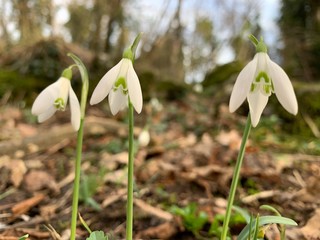 First wild flowers in the forest, white snowdrops