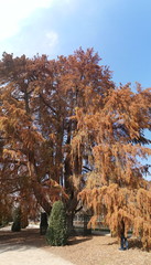 photo of the yew called the candlestick by the shape of its branches, is in Madrid, Spain and is...