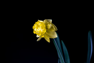 bloom of a daffodil with black background
