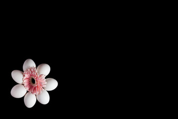 Circle arrangement of eggs with a bright pink flower head on the black background. Copy space. View from above. Copy space