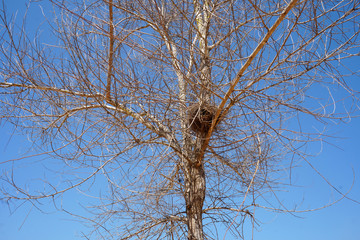 Sparrow's nest on the branches of dry tree. bird's nest on the tree.