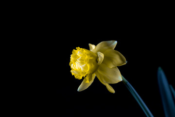 Naklejka na ściany i meble bloom of a daffodil with black background