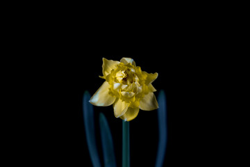 bloom of a daffodil with black background