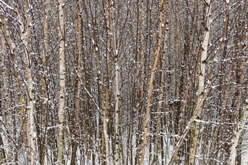 Birches in winter 