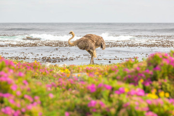 Ostrich walk for living on field at seaside : Cape of good hope , South africa