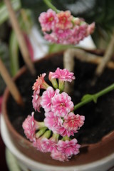 Obraz premium Pink kalanchoe flower home plant