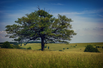 Fototapeta na wymiar weather, oak, scene, easter egg, meadow, alone, border, climate, cloudscape, colourful, colours, diversity, enjoyment, glad, header, horizon, huge, hunt, land, large, lonely, many, merry, panorama, pa