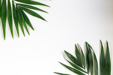 Palm branches on a white background. Suitable for board, postcards.