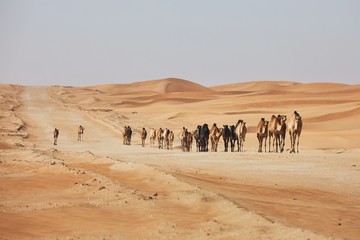 Fototapeta na wymiar Herd of camels walking on sand road