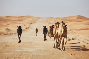 Herd of camels walking on sand road