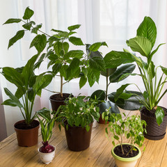Houseplants in pots on table. Home comfort concept