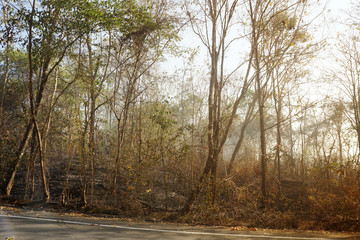 Forest Fire Aftermath, Forest firepower destroying. Environmental problems that occur during the dry season in Thailand. Image contain certain grain or noise and soft focus.