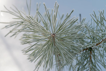 pine branch with cones