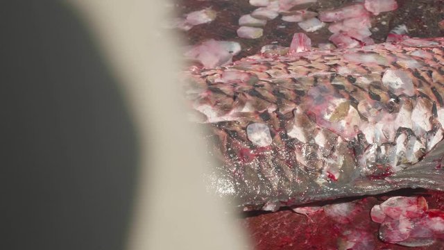 Close up view of fisherman's hands turning over a large wild carp on a wooden cutting table. Fishing and preparing harvest.