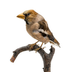 stuffed colorful hawfinch sitting on a branch