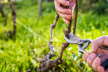 Close-up of a vine grower hand. Prune the vineyard with professional steel scissors. Traditional...