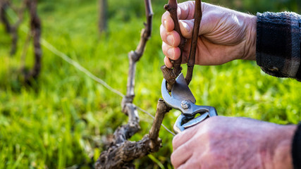 Close-up of a vine grower hand. Prune the vineyard with professional steel scissors. Traditional...