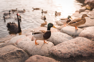 Mallard Ducks on the Rocks Near the Water Pond