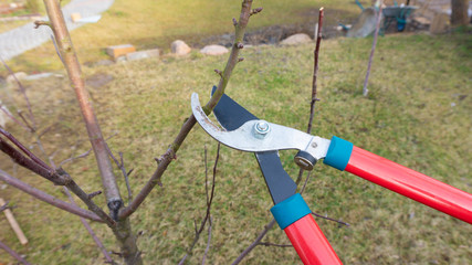 Spring pruning of lateral skeletal shoots of apple trees in order to enhance growth of young shoots. Seasonal garden work in a young orchard. Pruning tree branches with metal shears