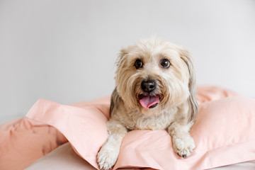 happy mixed breed dog resting on a bed indoors