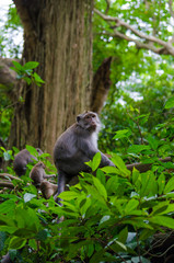 Monkey on the island of Bali