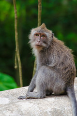 Naklejka na ściany i meble Monkey on the island of Bali