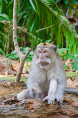 Monkey on the island of Bali