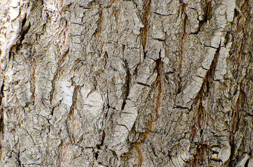 Textura corteza árbol, con mucho relieve especial para fondo