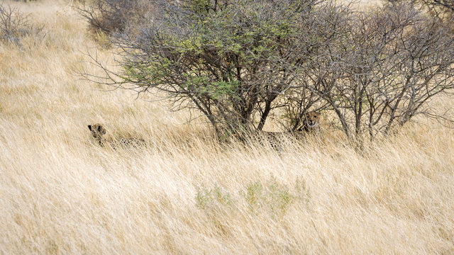 Gu&eacute;pard tapie dans la savane, Namibie