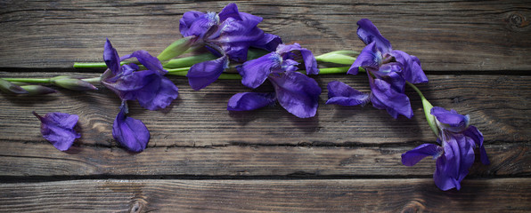 violet iris on old dark wooden background