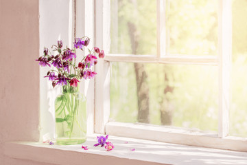 aquilegia flowers in green vase on windowsill