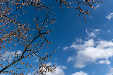 cherry blossom in a blue sky 
