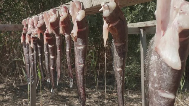 Bodies of caught and cut catfish are prepared for smoking. close up view. Fishing harvest.