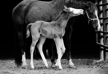Close up of newborn colt foal with mare on horse farm in black and white.