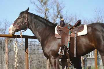 Horse in western tack with saddle for horseback riding.