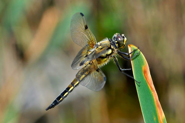 Gelbe Libelle