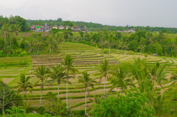 Jatiluwih Rice Terrace on Bali island