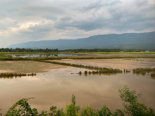 Champs inondée de Kampong Chen