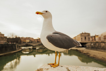 Seagull stands on the fence on city's embankment. River. City. Urban.  Seagull posing by the river in the Rome on old historical. 