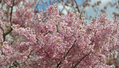 Pink blossoms on the branch