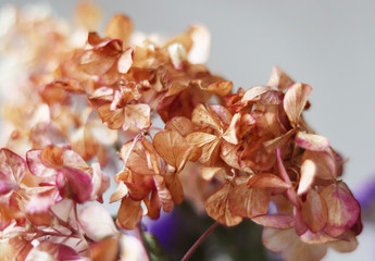 dry hydrangea flowers close-up, herbarium