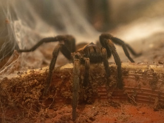 araña tarantula con tela