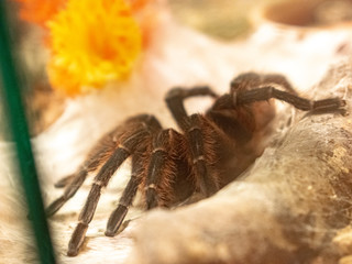 araña tarantula con tela