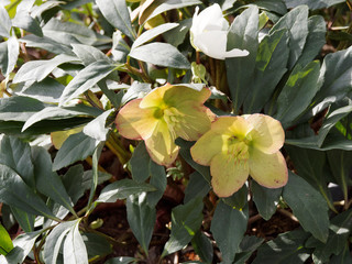 (Helleborus niger) Schwarze Nieswurz oder Schneerose mit grunes Balgfrüchte und Kelchblätter