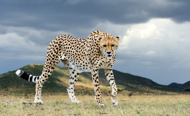Wild african cheetah, beautiful mammal animal