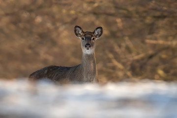 Deer standing at the edge of the woods